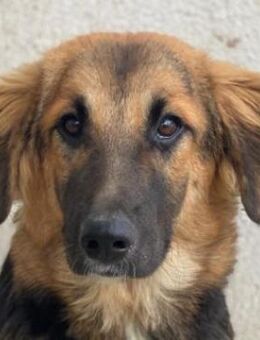 Hilda, geb. ca. 04/2025, GRIECHENLAND - Euskirchen