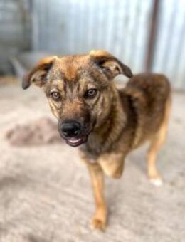 Nessie, ein Herz auf 3 Beinen 🐾 - Elsdorf (Nordrhein-Westfalen)