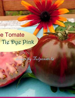 ♥ Große Tomate Berkeley Tie Dye Pink rosa gestreift Samen Tulpenstolz Alte Sorte,Garten,Rarität,samenfest,Saatgut - Hamburg