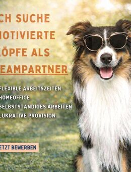 Tierliebhaber Nebenjob Hunde Katzen - Fürth