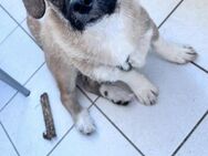 Karli❤️- kleiner, lebhafter Welpe - Rambin