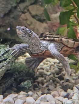 Misses Zippi Wasserschildkröten - Hinte