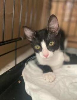 Erato, sanfte Kämpferin, ca. 6M dreibein - Vaterstetten