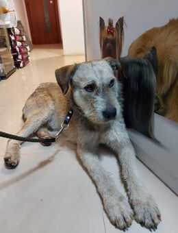 Tommy(1) hätte so gerne eine Chance... - Dreikirchen