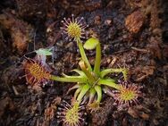 Mittlerer Sonnentau (Drosera intermedia) - Heimische fleischfressende Pflanze - Biedenkopf
