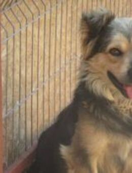 Kibo ist ein lebensfroher Bub 🐾 - Elsdorf (Nordrhein-Westfalen)