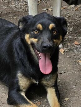 Lustiger KOVU = Hund mit Charme ♥️ - München