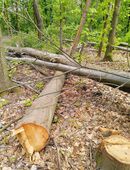 7 Roteichen, auch einzeln, für Selbstwerber, Feuerholz / Brennholz in 01099