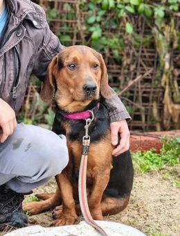 Apollo - ruhig und unkompliziert - Grainau