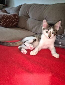 EKH Kitten abgabebereit - Gladbeck