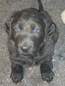 Labradoodle welpen - Ilmenau