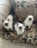 Siam Kitten in 10999