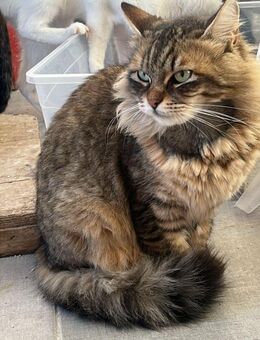 Langhaarmix Arya aus dem Tierschutz - Grevenbroich