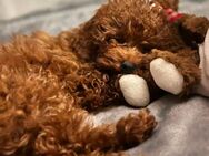 Zuckersüßes Toy Pudel Mädchen (asiatischer Mini-Typ) sucht liebevolles Zuhause 💕 - Remscheid