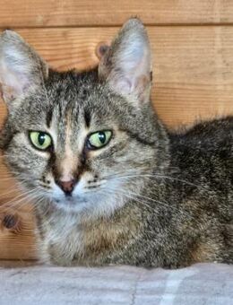 🌸🐾 Wundervolle Katze Sarabi 🐾🌸 - Eislingen (Fils)