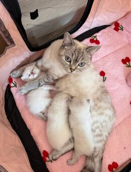 BKH Kitten,Katzchen, Katze - Bamberg