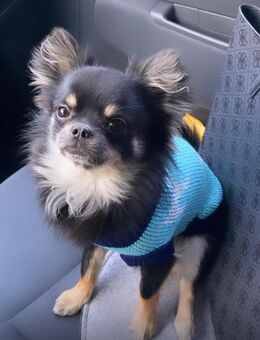 Chihuahua welpen - Köln