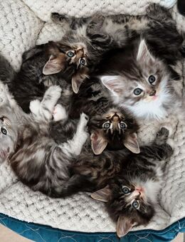 Maine Coon Kitten - Marne