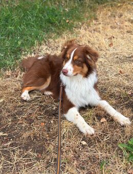 Australian Shepherd Rüde (8 Monate) - Singen (Hohentwiel) Zentrum