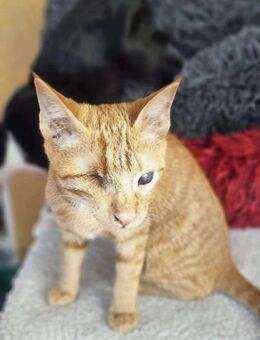 Zutraulicher Sully - Margetshöchheim