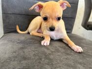 ABGABEBEREIT Chihuahua Welpen reinrassig - Buseck