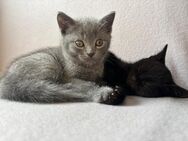 Bkh Tabby mix Katzen Männchen und Weibchen. - Verl Kaunitz