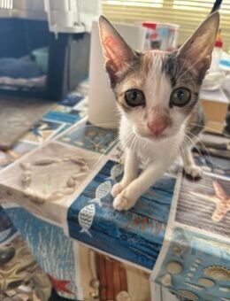 Elfi aus dem Tierschutz - Grevenbroich