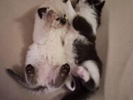 Sibirische Kätzchen, reinrassig und HYPOALLERGEN. Jetzt Reservieren, Abholung: ab 19.06. - München