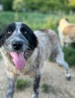 Enola kann mit Tieren & sucht Zuhause - München