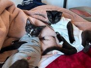 Bubu und Bambi - Berlin Treptow-Köpenick