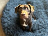 Bruno aus 21776 Wanna sucht! - Krefeld