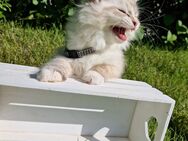 Neva Masquarade Kitten Kater Kandinsky SOFORT Papiere - Tambach-Dietharz (Thüringer Wald)