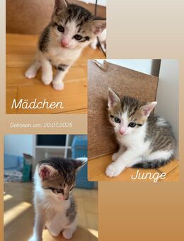 Babykatzen - Straubing