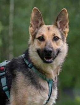 Zarte Mira sucht liebevolles Zuhause - Duisburg