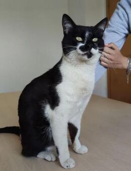Poniente - ein Goldstück an Kater - Wilhelmsfeld