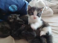 Katzen babys - Schwandorf