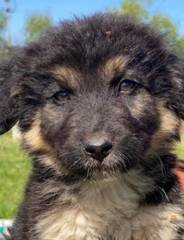 Sirius Black, geb. 12/2023, GRIECHENLAND - Markdorf