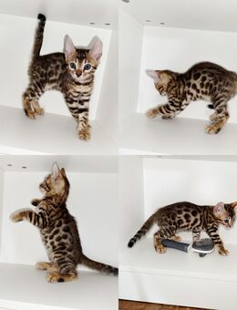 Bengal Kitten - Düsseldorf