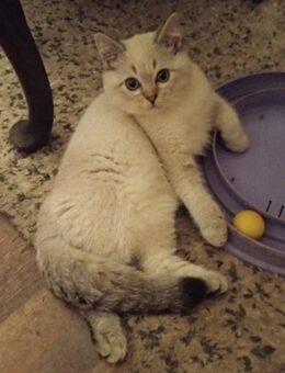 Perser Kätzchen - Marlow Zentrum