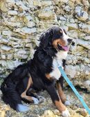Kuscheliger Berner Sennenhund, Rüde, 19 Monate Sucht ein ruhiges Zuhause in 57368