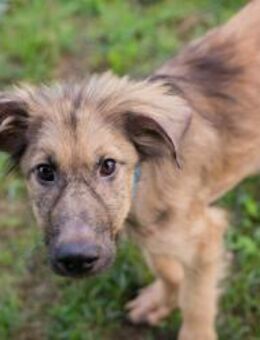 JOE - mit Schwung in meine Familie - Overath