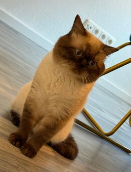 BKH Kater - Emmerthal
