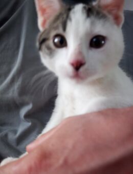 Kater Jungkatze Mischlinge Kitten - Großenlüder