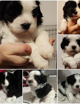 Havalteser Welpen - Bohmte