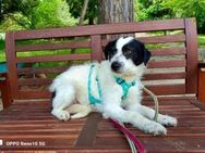 LINUS 💙 Traumhund sucht Traumkörbchen - Fahrenzhausen