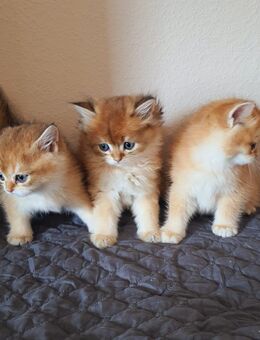 Liebevolle BKH und BLH Kitten - Schwalbach