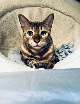 Zuhause für unseren besonderen Bengal Kater TEDDY gesucht. - Falkensee