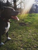 Tyson sucht dringend ein neues Zuhause in 25524