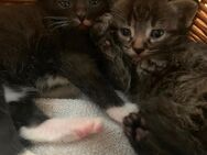 Katenbabys kitten Katzen - Sieversdorf-Hohenofen