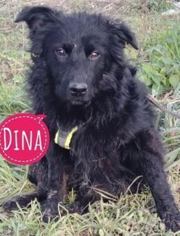 Dina eine wundervolle Hündin - Flörsheim-Dalsheim